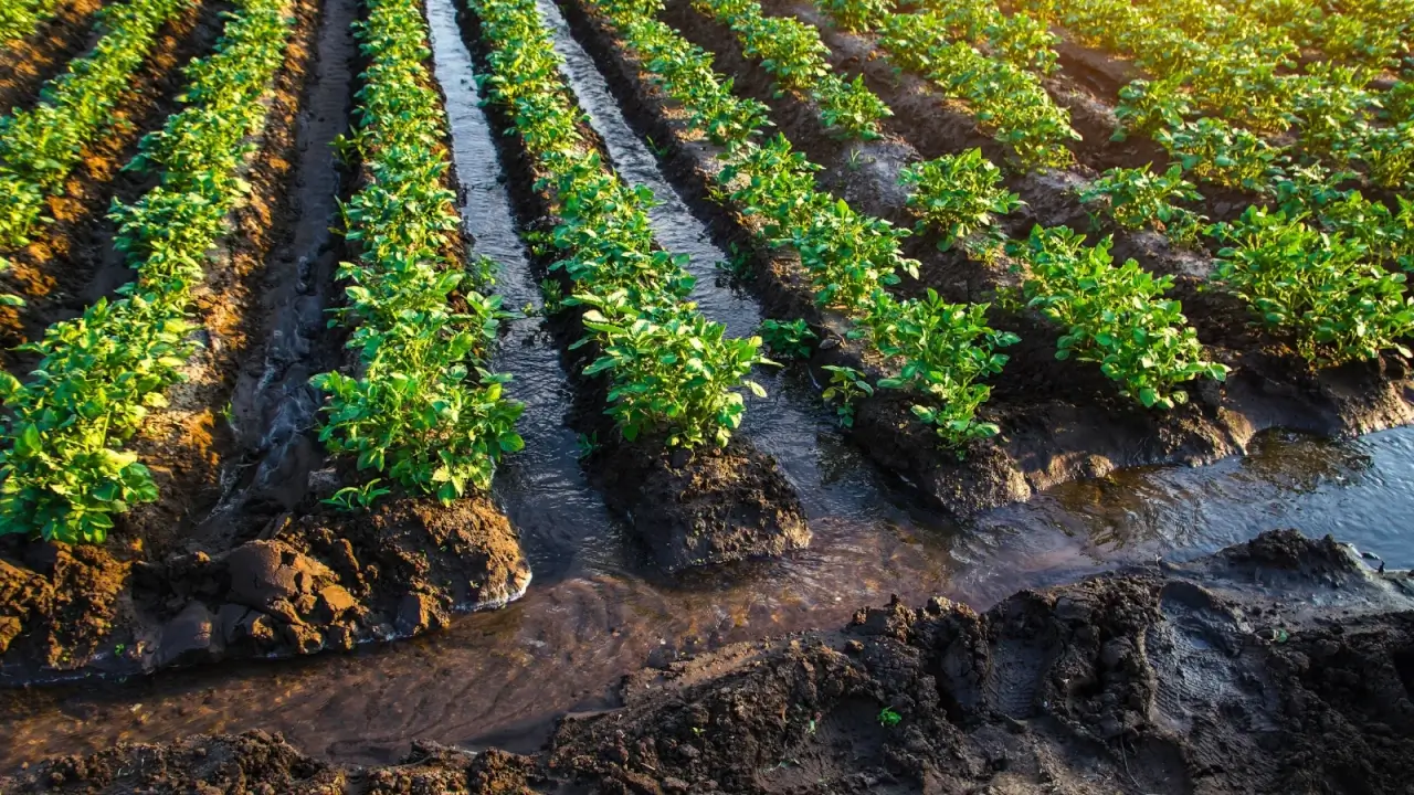 Potato plantation growing in rows with water flowing through canals between them showing a furrow irrigation system.