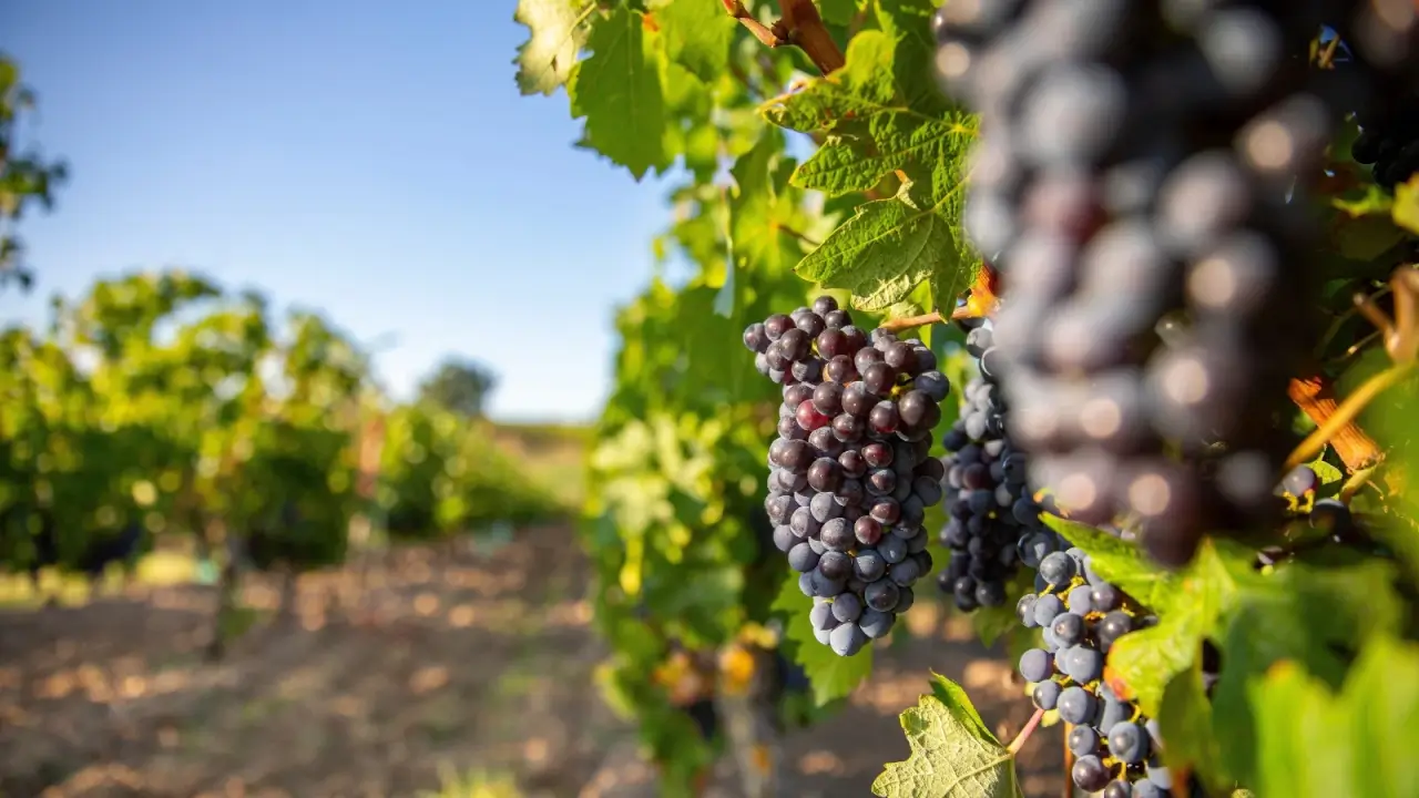 Grape plants with large drooping clusters of round, dark purple fruit growing closely together among green, lobed foliage in a sunny garden.