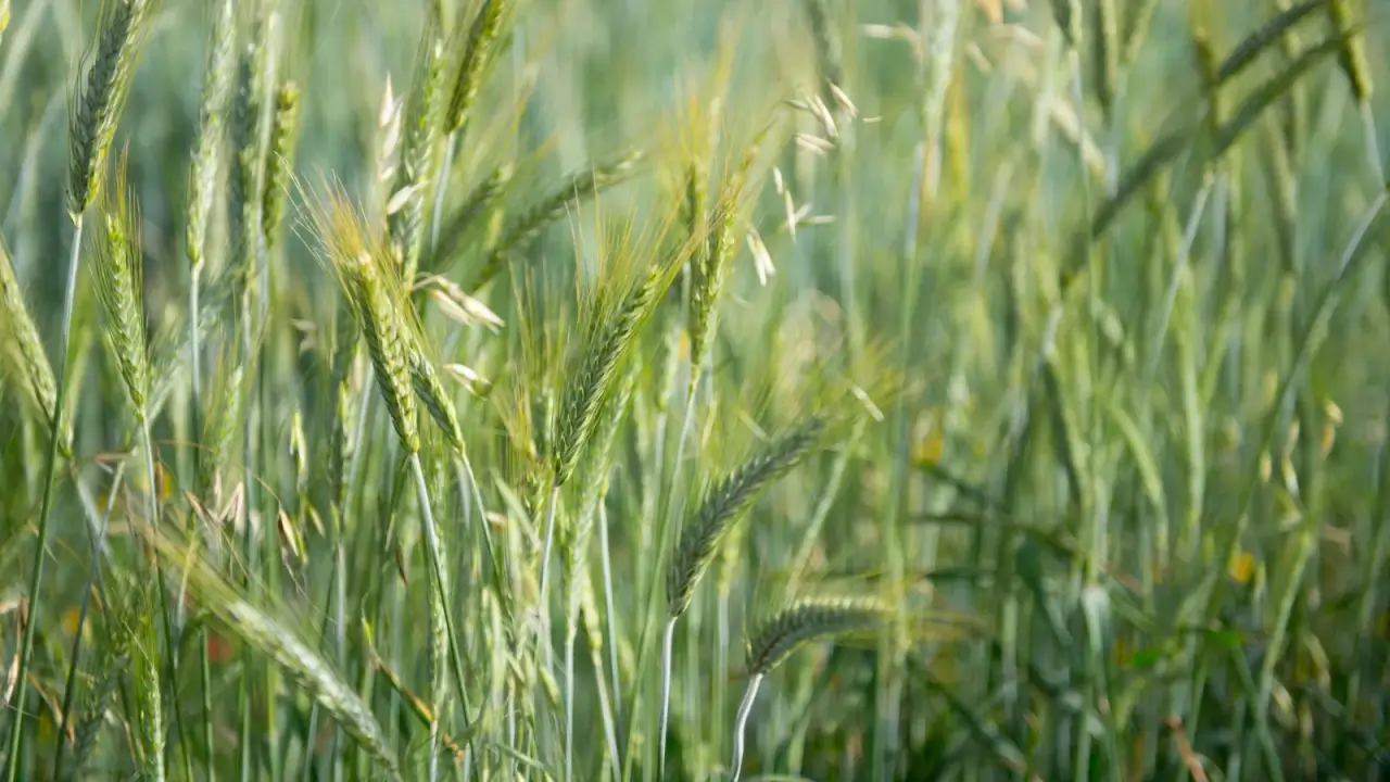 Tall, slender stalks with narrow leaves and unripe green seed heads sway in a field of young rye.