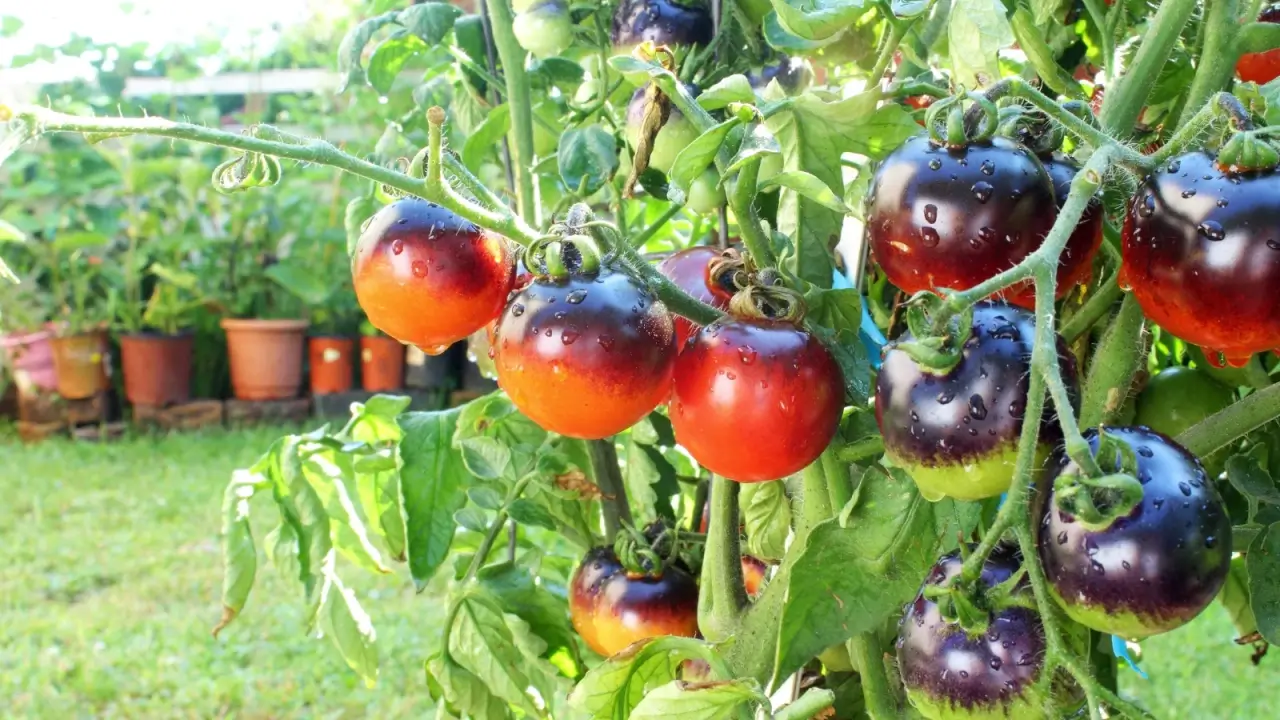 Close-up of clusters of ripening cherry tomatoes, small, round, deep red-pink with dark purple tops, among green foliage in a garden.