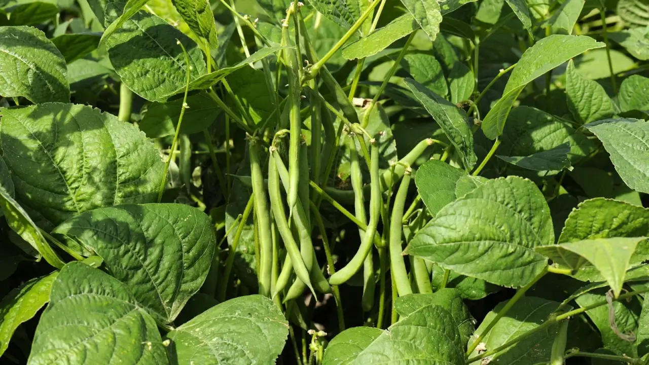 A cluster of long, narrow, green bean pods among triple dark green leaves in a sunny garden.