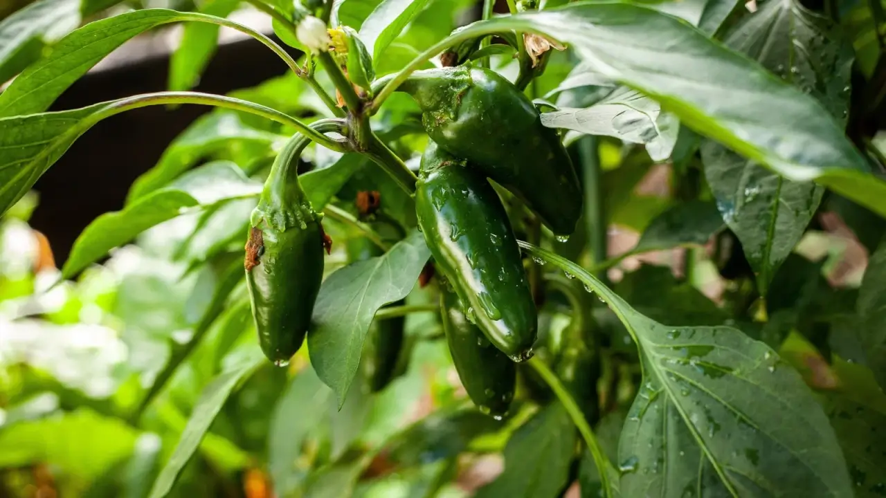 Close up of small ripe hot peppers of glossy dark green color covered with water droplets among green tapering foliage in the garden.