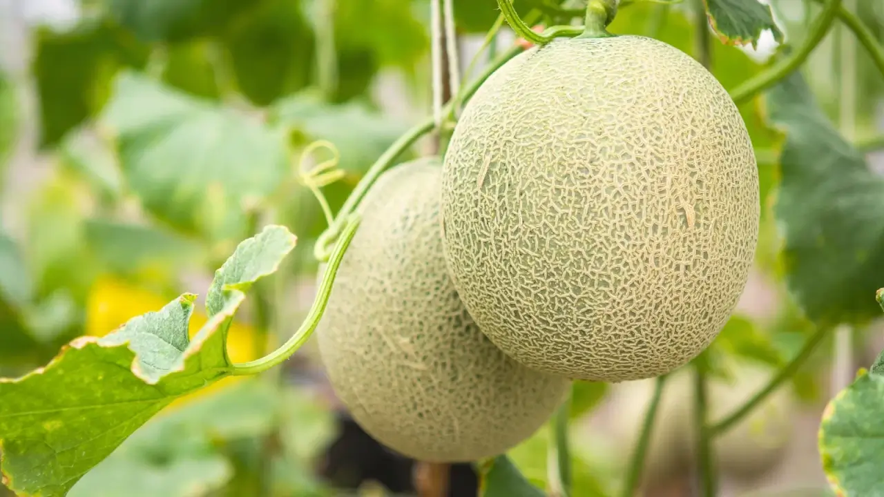 A close-up of two large, round melons with pale green, netted rinds hanging from vines with broad green foliage.