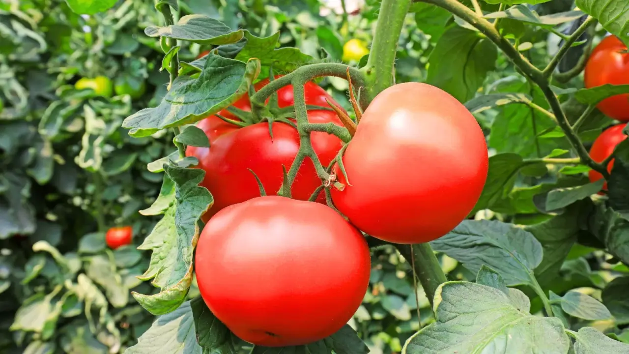 Large, round, glossy, bright red-pink tomatoes grow in a cluster among lush green, jagged foliage.