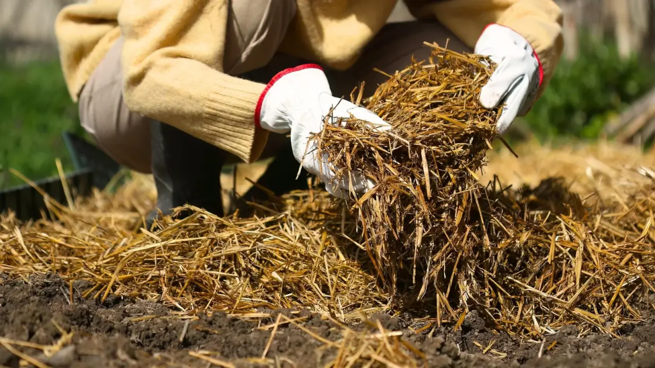 A gardener wearing white gloves mulches loose soil in a garden bed with dry straw.