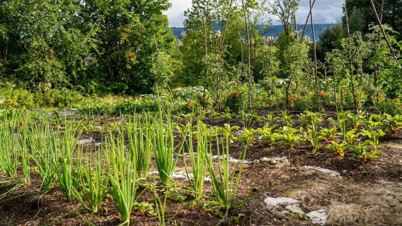 No dig permaculture vegetable garden with beds of growing tomatoes, marigolds, beets, onions, radishes, potatoes, fruit trees and more.