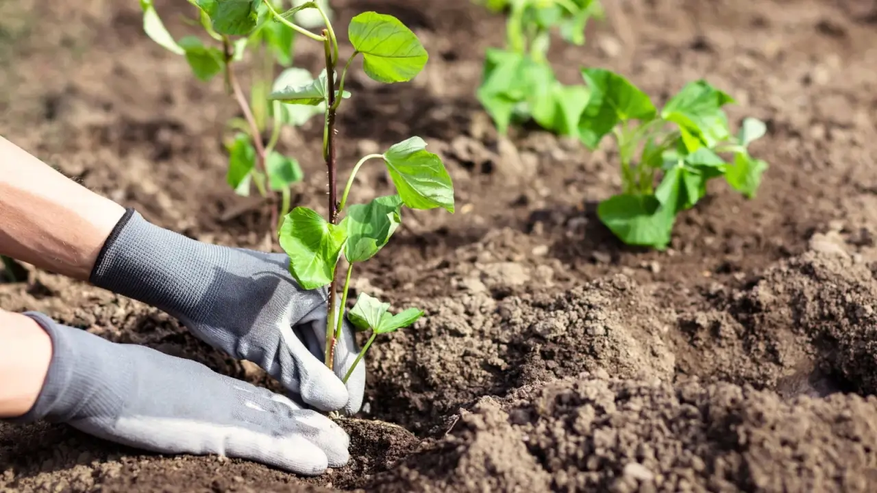 Close-up of female hands in grey gloves planting a young seedling with green heart-shaped leaves in loose brown soil.
