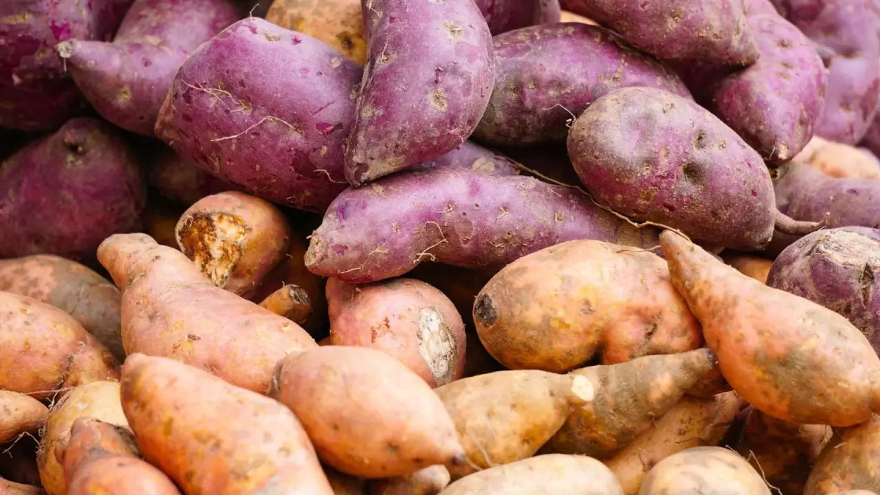Close-up of purple and yellow sweet potato tubers with rough skin and irregular bumpy shapes.