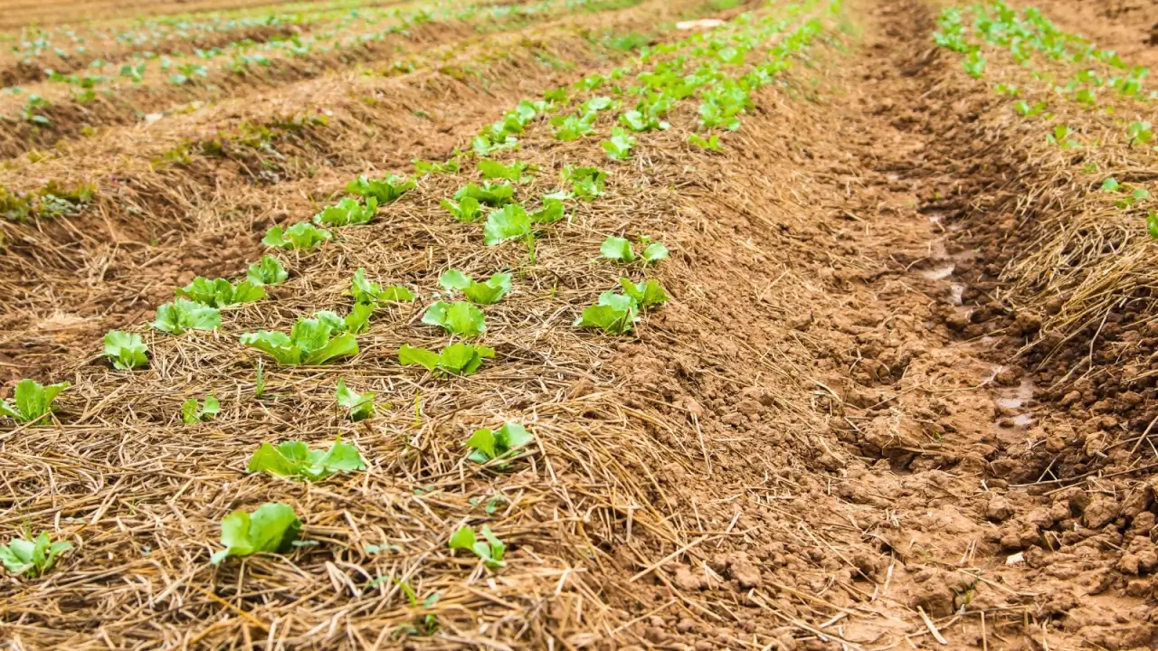 Rows of young lettuce seedlings with corrugated green foliage forming rosettes close to straw-mulched soil in a large field.