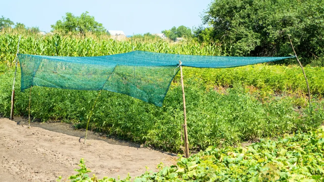A vegetable garden with beds of cucumbers, carrots, corn and tomatoes growing under a hanging shade net for protection from the heat.