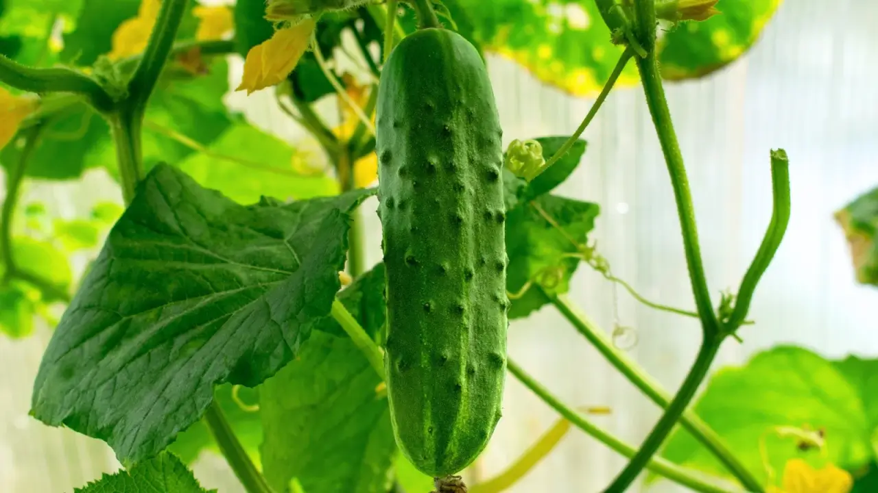 An elongated, ripening cucumber with dark green, bumpy skin hangs from its stems among broad green leaves in a greenhouse.