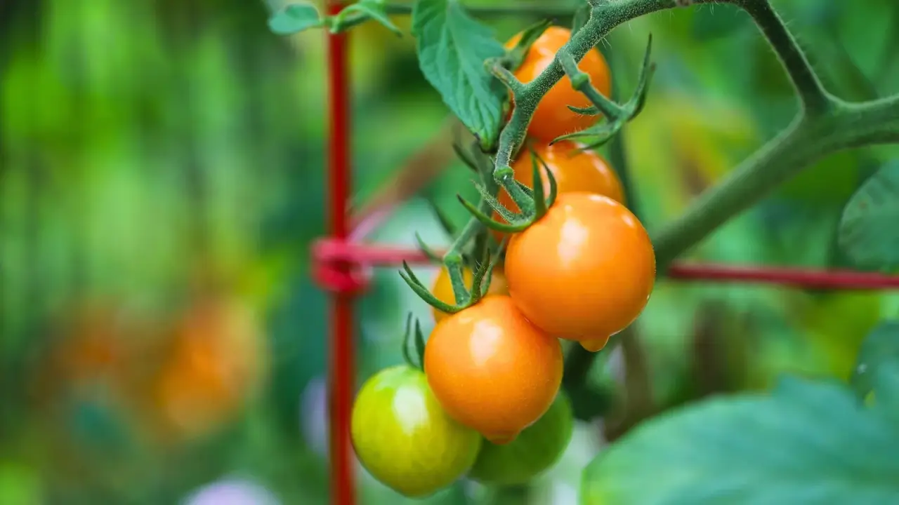 Close-up of a cluster of small, round, bright orange-skinned cherry tomatoes hanging from thin stems among green, jagged foliage in a garden.