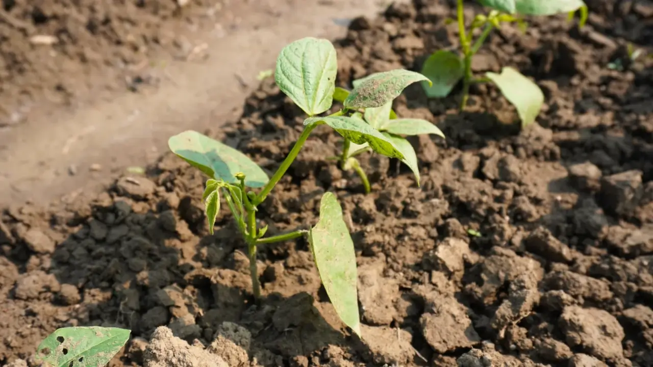 Young seedlings with slender, upright stems and paired oval green leaves emerge from the dry soil in a neat row.