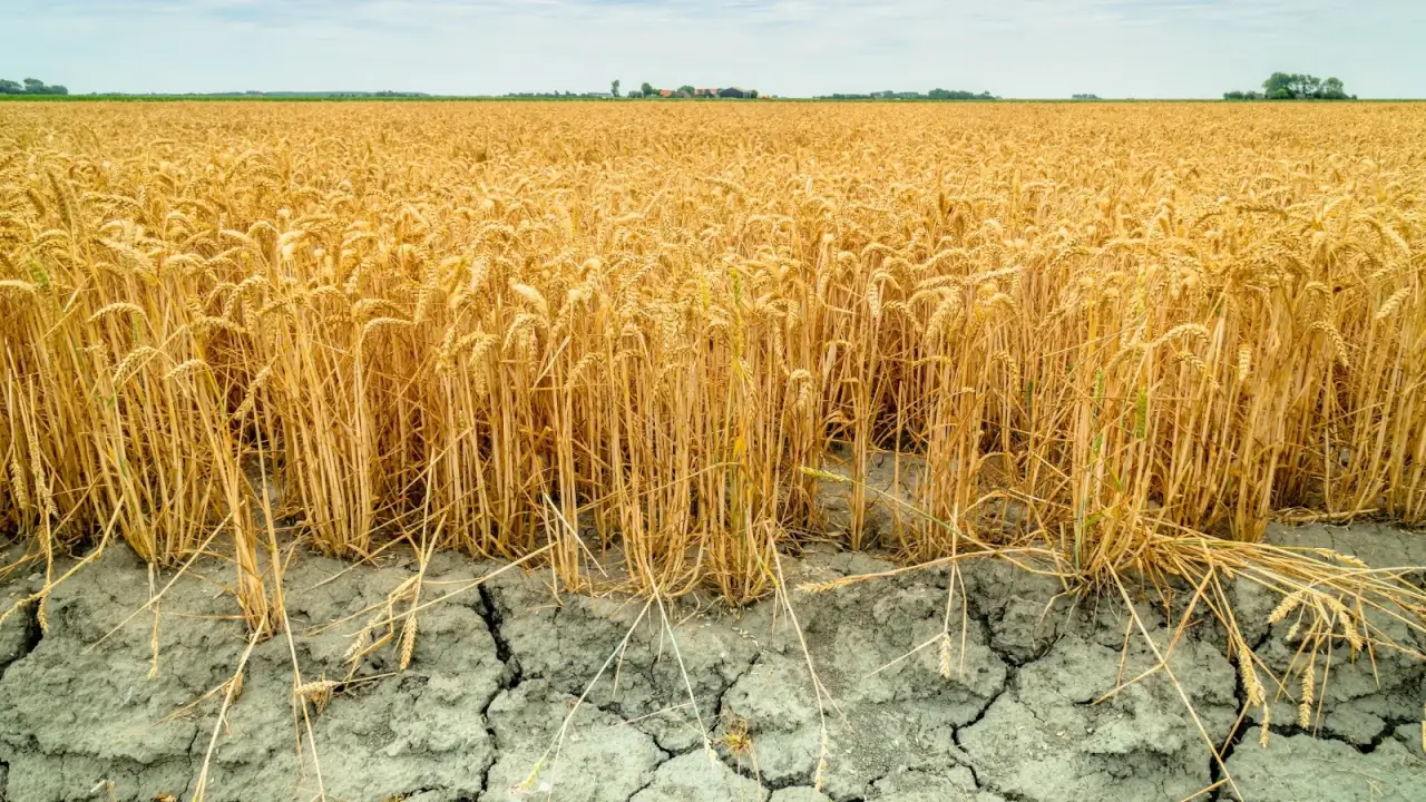 A field of wheat with golden vertical stems and ears of seeds grows on dry, cracked soil.