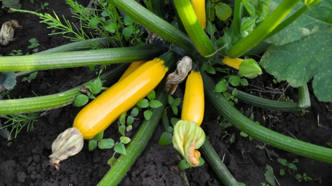 Close-up of ripening bright yellow long zucchini fruits on thick green stems with faded flowers at the ends among large serrated foliage.