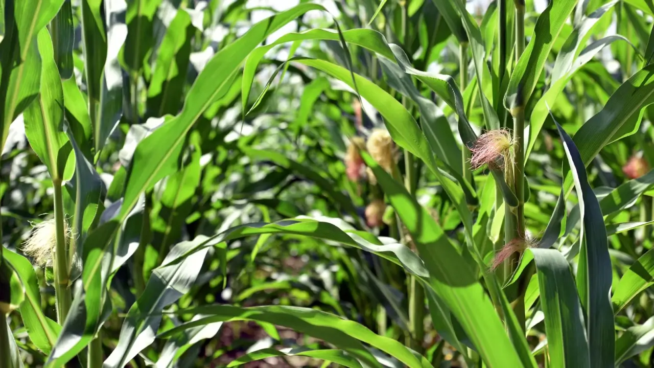 Corn field with vertical stalks, long, flat, green leaves and young ears with silk, close-up.