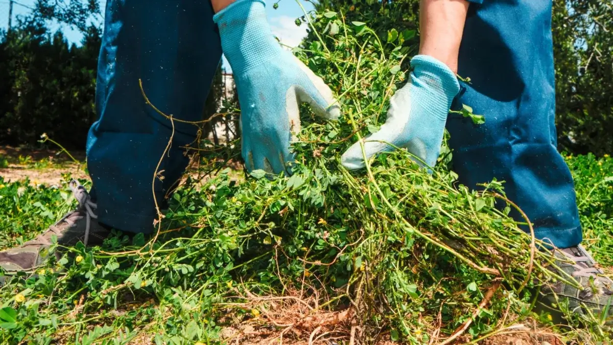 A gardener in white and blue gloves beats weeds from no-till soil in the garden.