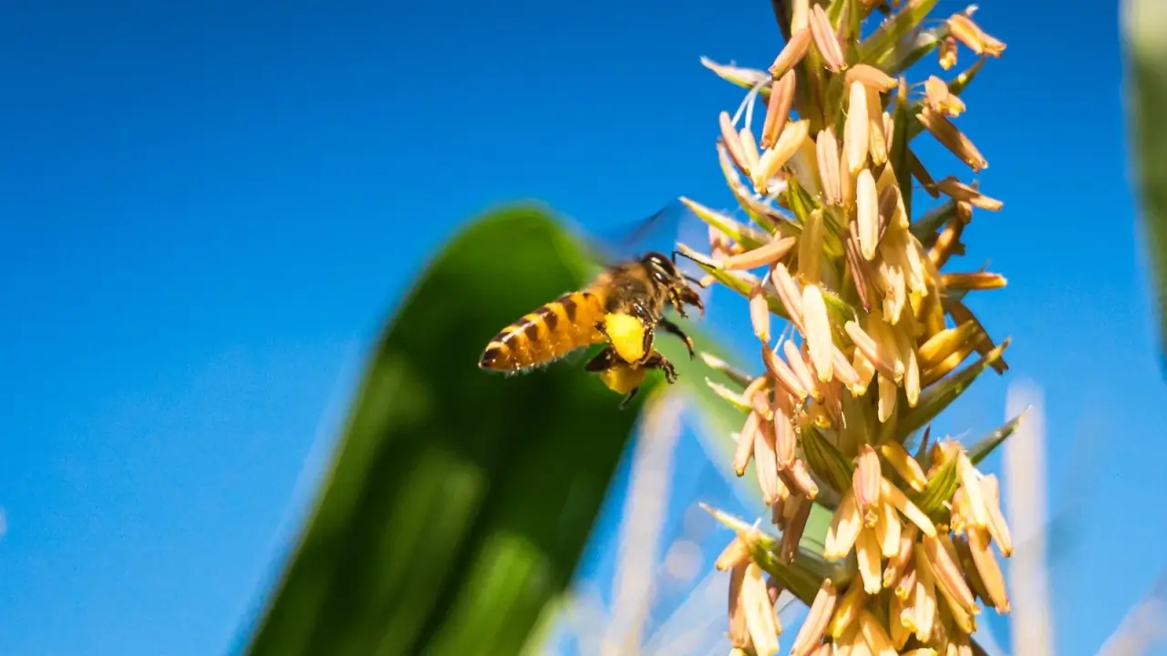 A striped yellow-black bee collects pollen from a vertical inflorescence consisting of many drooping tubular flowers of a golden hue.