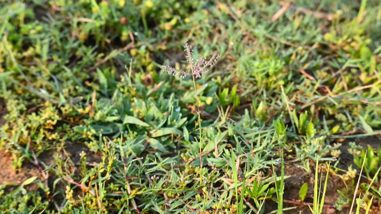 Close-up of thick, low-growing, fine-textured green grass blades form a thick carpet topped with slender, spiky flower spikes.