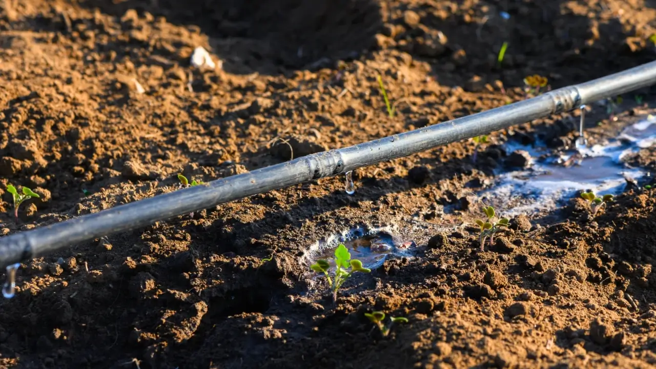 Drops of water drip from a black garden hose onto the loose, dark brown soil, creating damp spots at the bases of tiny sprouts.