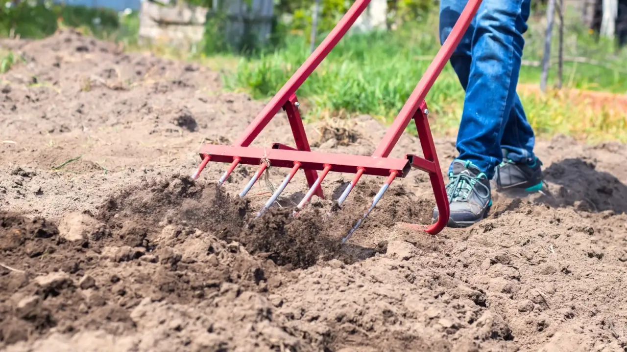 A gardener in these jeans and sneakers plows through loose brown soil using a large red broadfork.