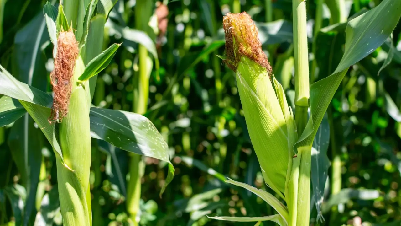 Close-up of corn cobs in green husks with dangling silk growing on upright stems among long, flat, green foliage in a sunny garden.