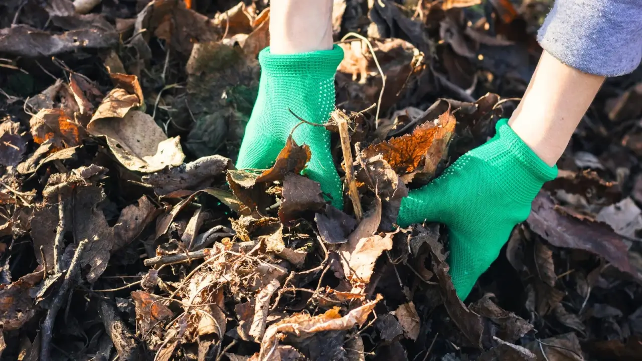 Female hands in white gloves spread dry autumn leaves over the soil in the garden.