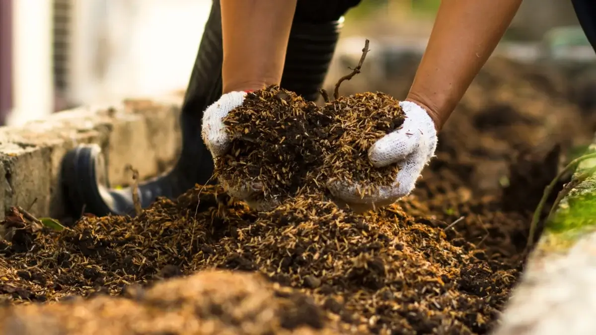 Close-up of a gardener's hands in white gloves pouring textured compost onto a raised garden bed showing nutrient cycling on a farm.