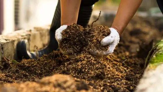 Close-up of a gardener's hands in white gloves pouring textured compost onto a raised garden bed showing nutrient cycling on a farm.