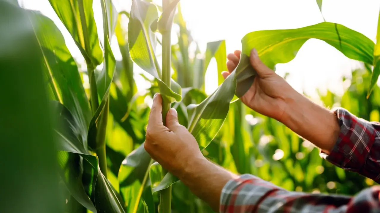 Close-up of a farmer's hands checking a strong vertical corn stalk in a sunny garden.
