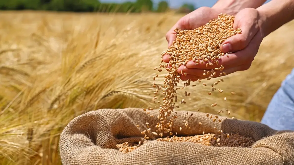 Close-up of female hands full of wheat grains for grinding over a large sack against the background of golden ears of wheat growing in a large field.