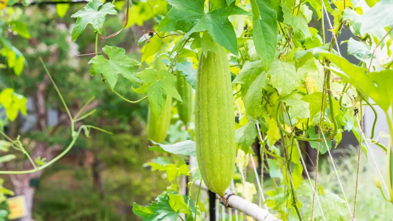 Close-up of a luffa plant climbing on trellises with drooping lobed leaves and elongated green fruits with a slightly ribbed surface.