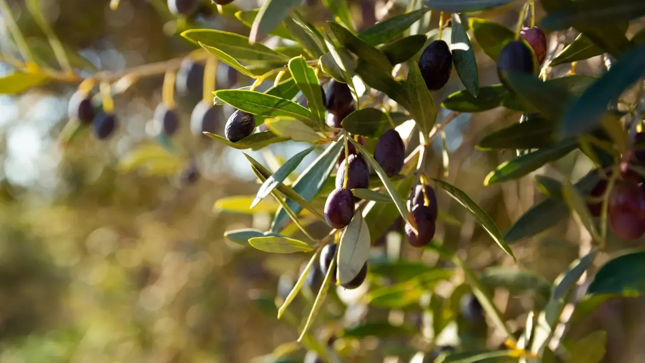 Close-up of olive tree branches covered with slender, oval, green leaves and small, oval-shaped, purple-hued, hanging fruits.