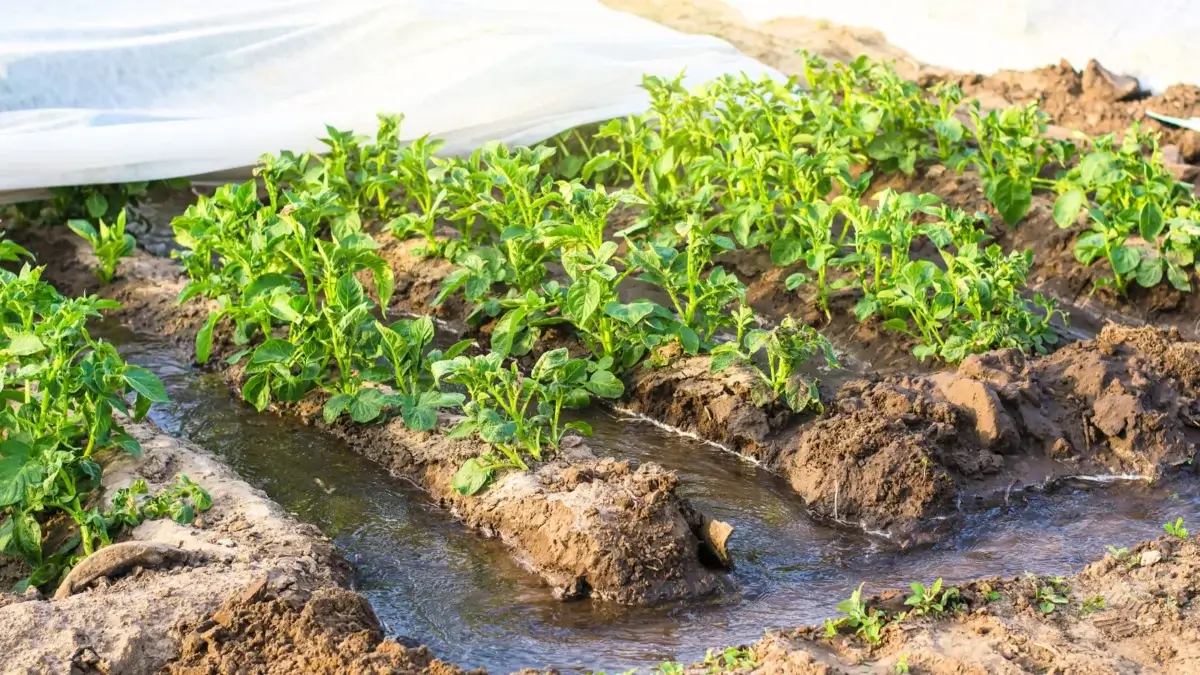 Protecting crops from heat stress, potato plants are grown in rows with water running between them in furrows, the back rows are covered with white shade cloth.