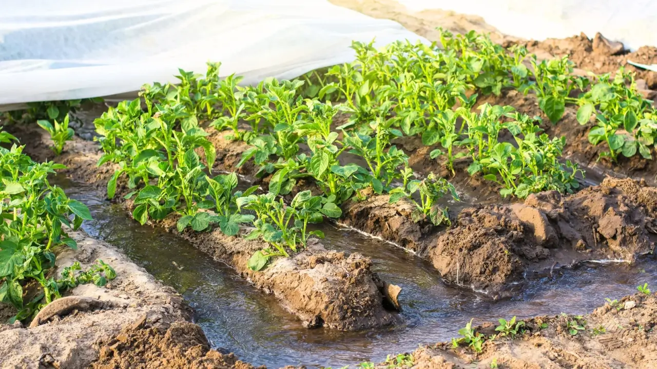 modernfarmer.com