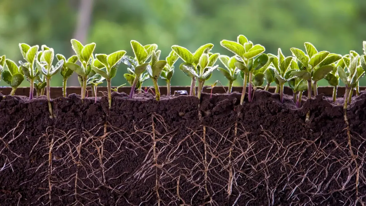 Young soybean plants with short upright stems covered with rounded, hairy, green leaves and a fine root system under loose dark brown soil.