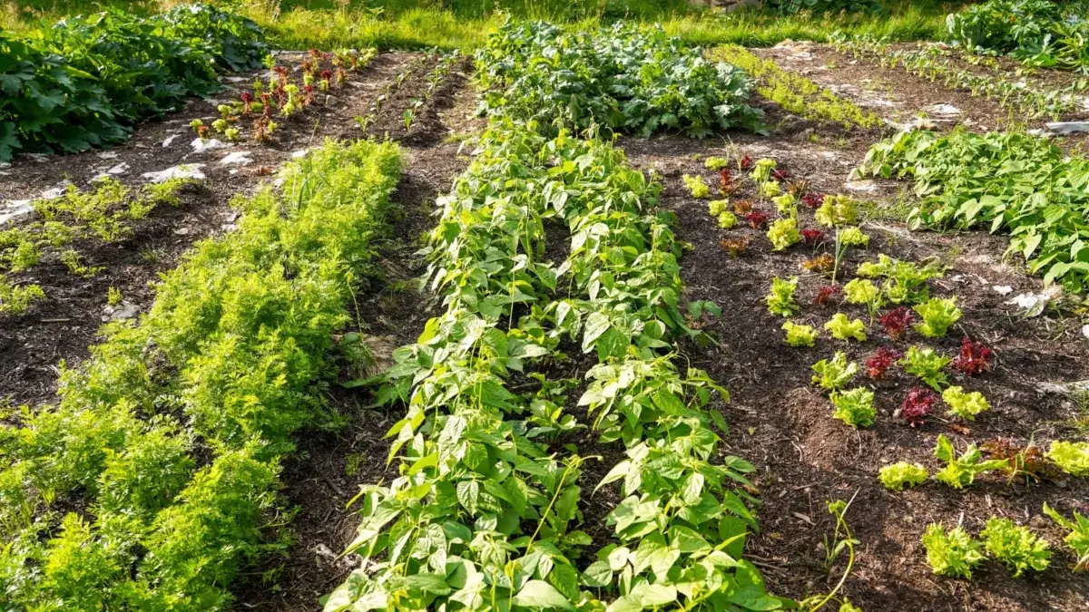 Creating a permaculture farm, a large garden with a lot of biodiversity including growing vegetable crops like beans, carrots, salad mix, kale and other.