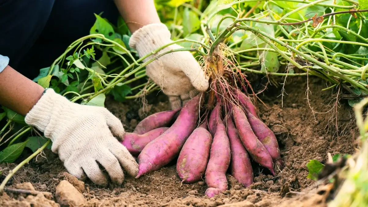 A female gardener shows freshly dug sweet superfood - sweet potatoes - with reddish-brown tubers and green heart-shaped leaves covered in soil.
