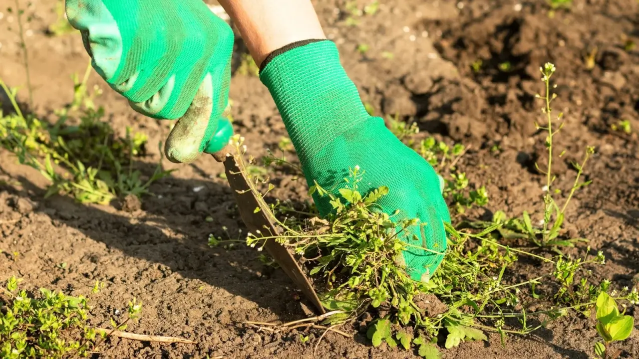 Close up of female hands in green gloves holding a gardening tool, removing weeds in loose brown soil in a sunny garden.