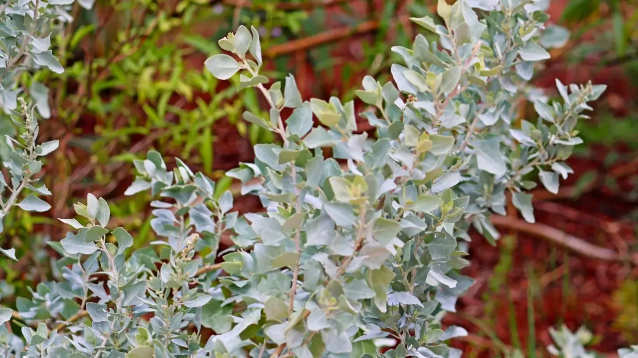 Silvery-green, scaly leaves cover branching stems topped with small, rounded seed clusters. 
