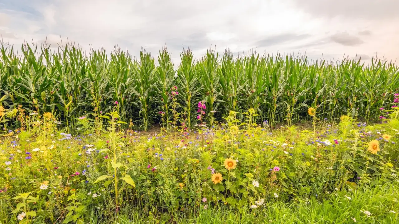 A large field of corn plants with upright, strong stems and long, ribbon-like green leaves is surrounded by a prairie strip with a variety of flowering plants.