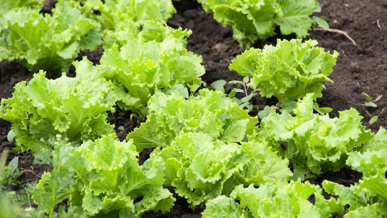 A bed with rows of rosettes of bright green, wide leaves with very curly edges.