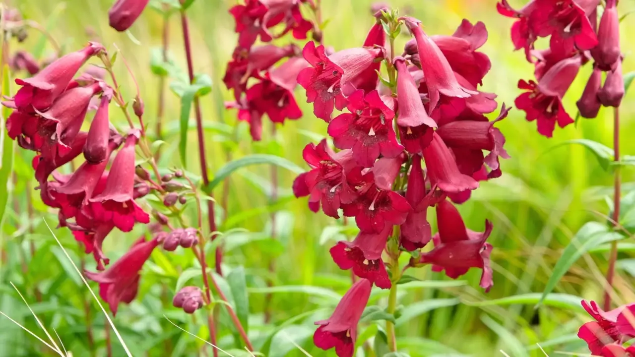 Close-up of tall spikes displaying rich wine-red tubular blossoms above narrow green foliage.