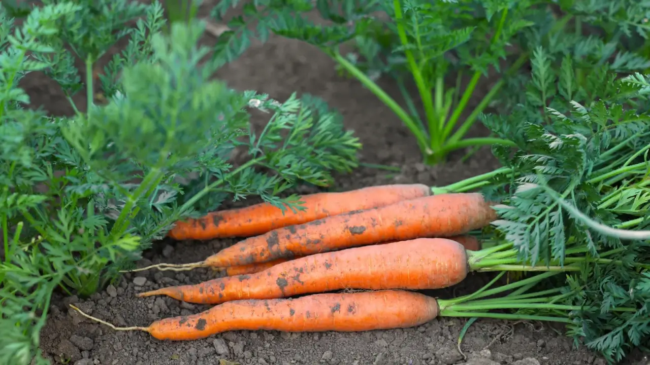 A small bunch of freshly picked carrots with long tapered orange roots lying among lush green tufts of carrot leaves growing in a garden bed.