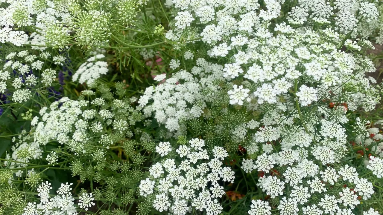 A view from above of large clusters of tiny white flowers forming delicate umbels above slender green stems and feathery leaves.