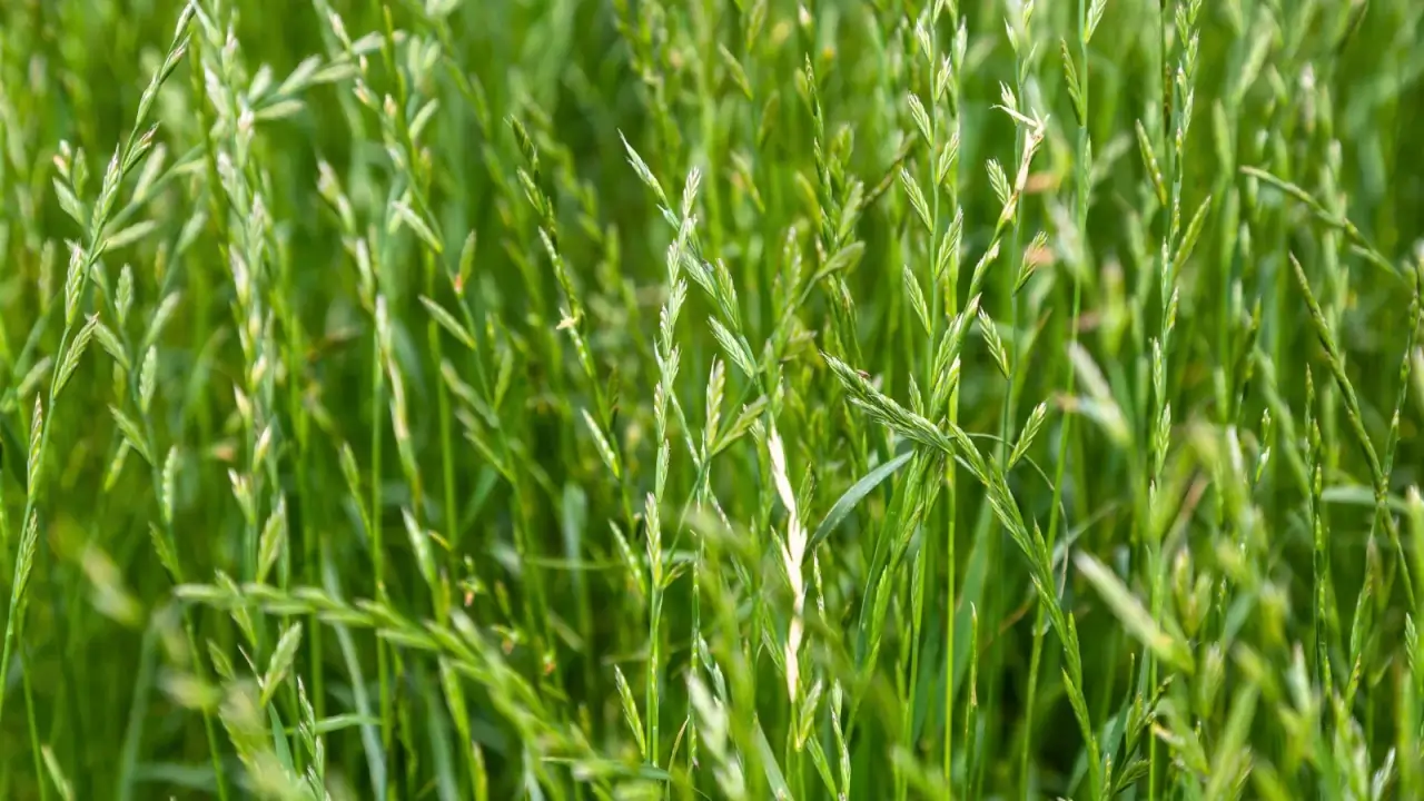 Close-up of dense, bright green, fine-bladed grass with slender leaves and delicate, slender flower spikes emerging above the foliage.