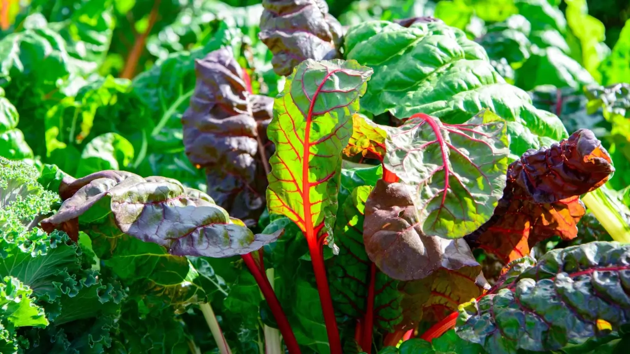 Close-up of thriving Swiss Rainbow Chard plants with large oval, bright green and purple leaves with vibrant red veins and strong, succulent stems.