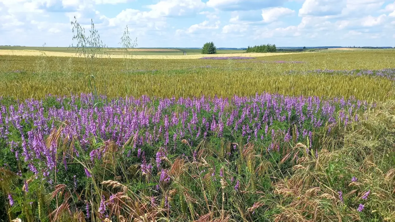 Tufted vining plant with long, twining stems covered in grey-green foliage and pairs of opposite leaflets, displaying clusters of purple pea-like flowers while blooming across a wide field.