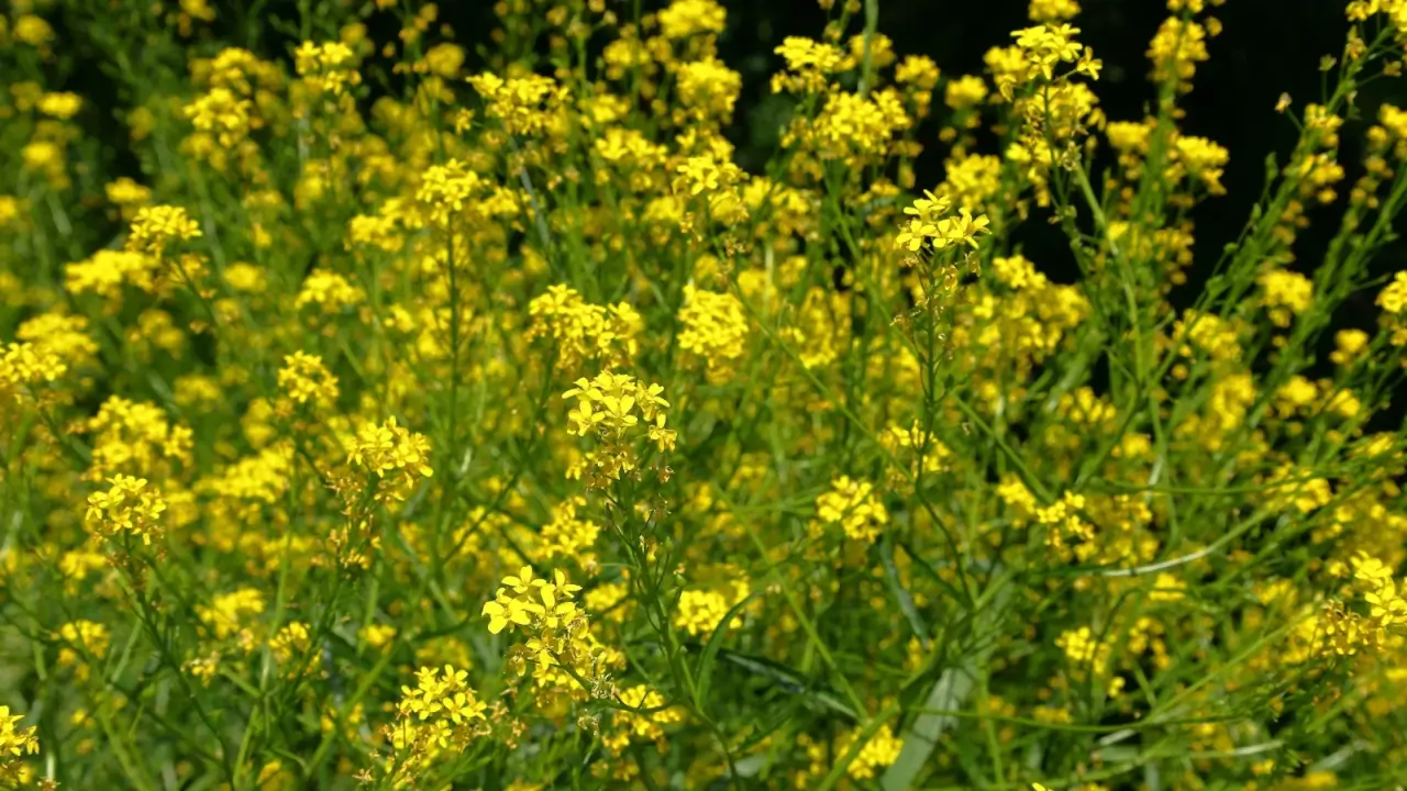 Clusters of tiny, bright yellow flowers on thin, upright stems with green foliage grow in a meadow.