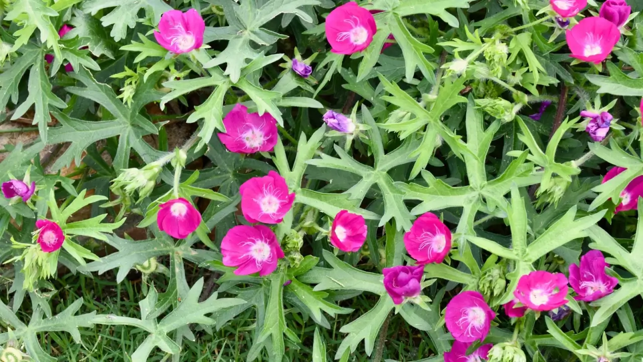 Bright magenta, cup-shaped flowers with white centers bloom above trailing green foliage with serrated edges.